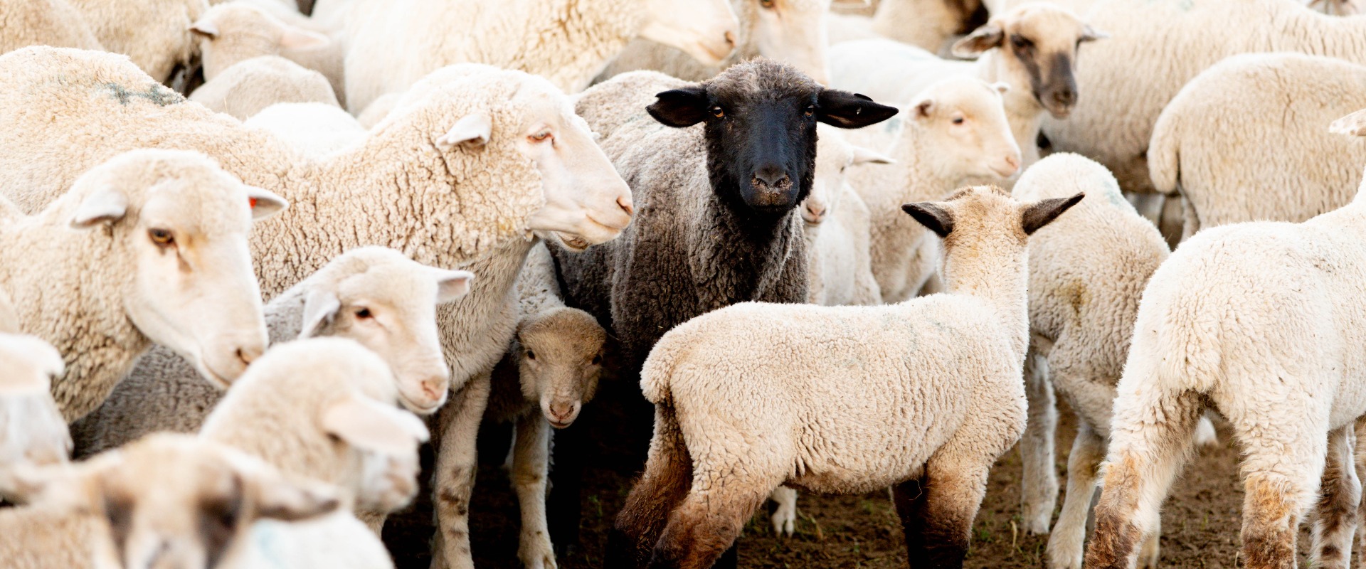 Strengthening Wyoming agriculture, enhancing Wyoming communities.